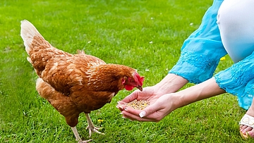 Kip eet graan uit hand op groen grasveld terwijl persoon voer aanbiedt