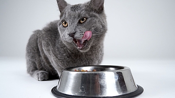 Grijze kat likt lippen naast metalen voerbak met kattenvoer op witte achtergrond